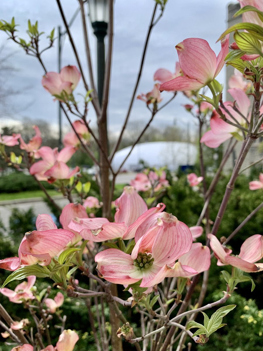 #SpringBlooms update! New Pink Flowering Dogwood trees have been planted outside the Talbot College building 🌸 @WesternU