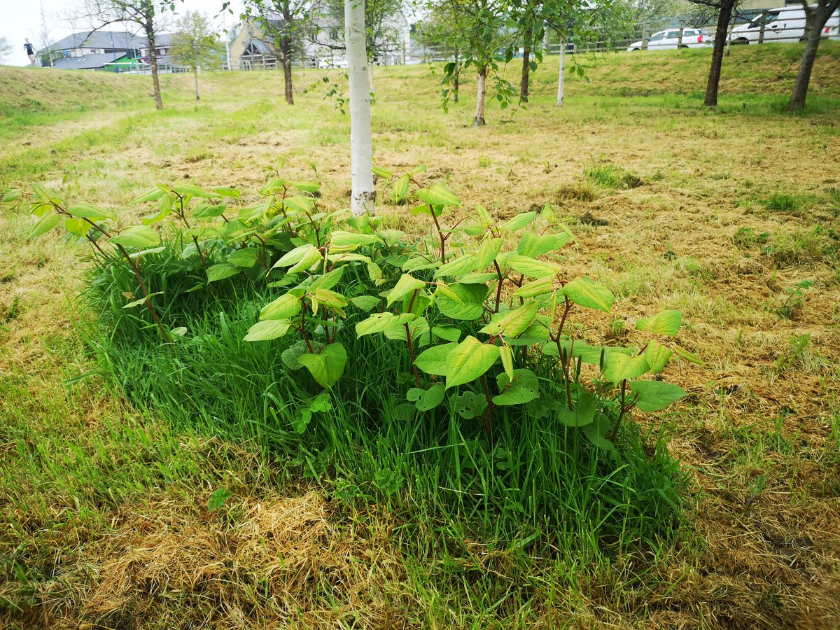 Don't think this is quite the objective of #NoMowMay 😆😭 lovely patch of Japanese Knotweed left amidst the obliterated meadow. Nice one @CeredigionCC @Love_plants @PlantlifeCymru