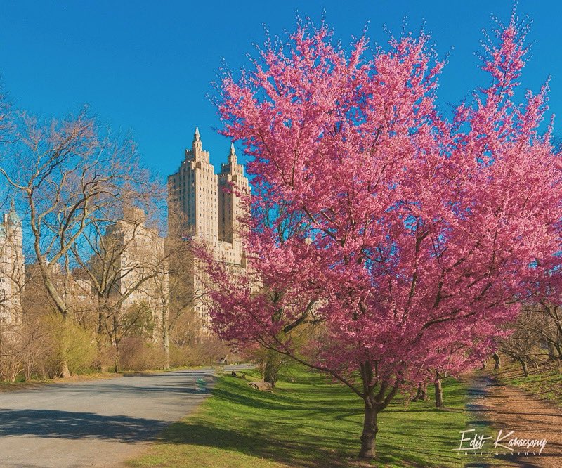 Spring in the city. Central Park #nyc #NewYorkCity