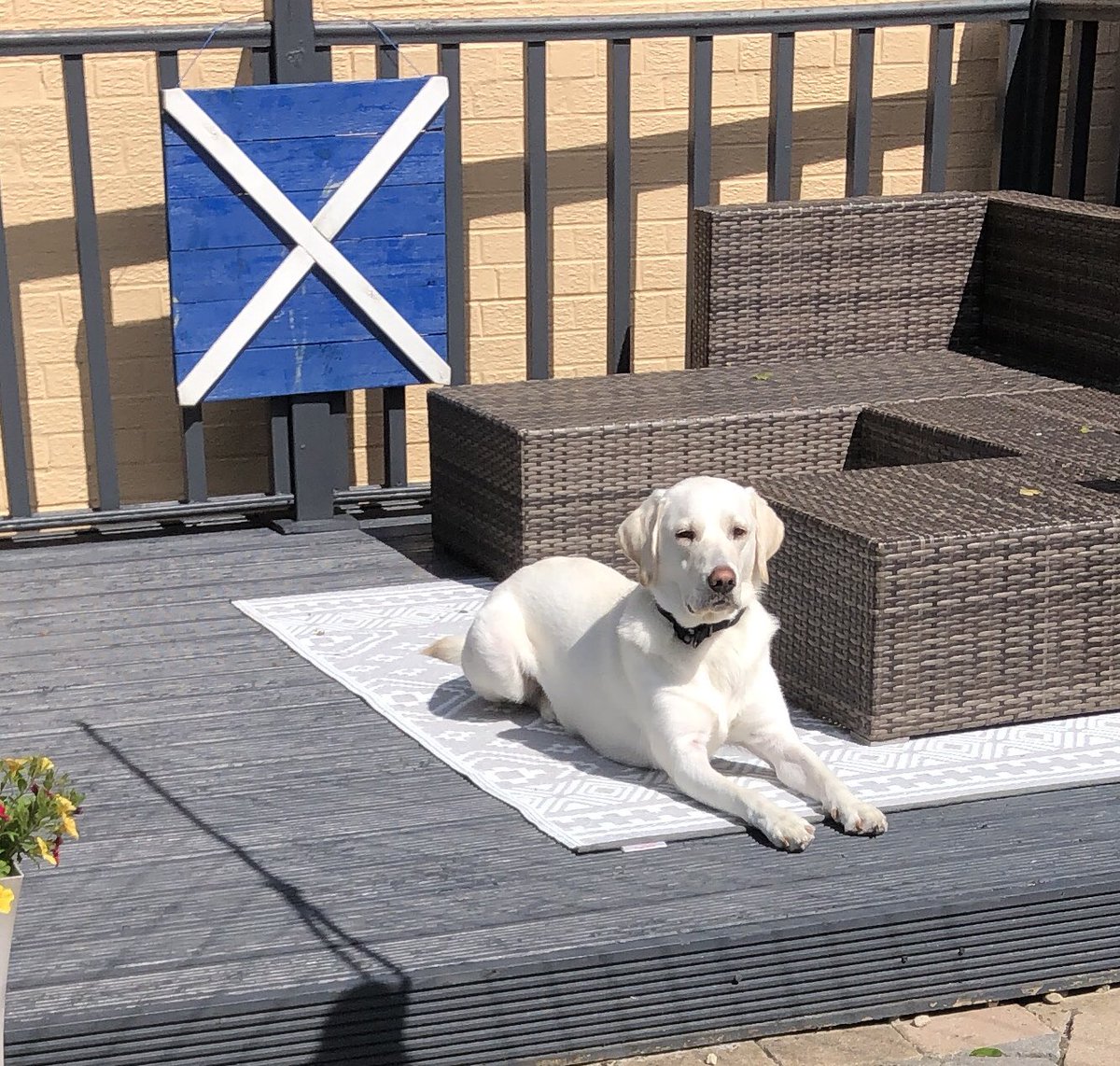 A wee pic of ma dug sunbathing