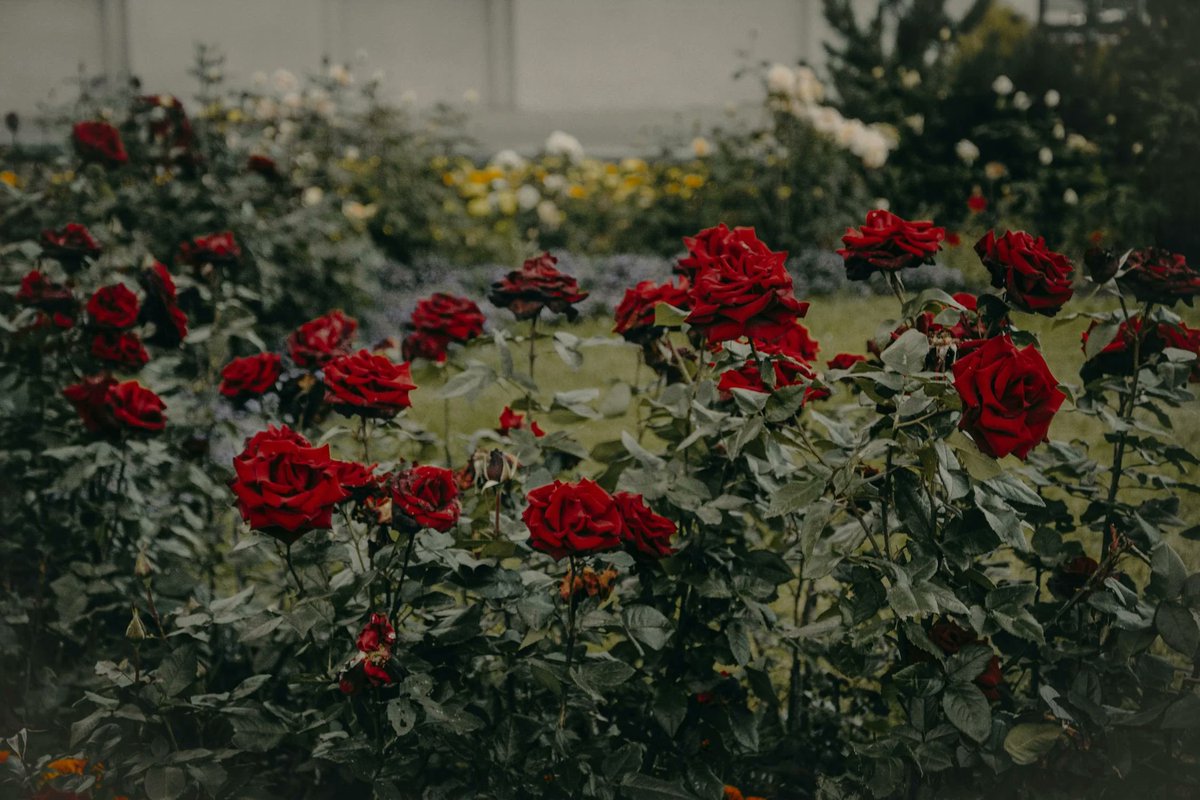 'Unlock the Secret to Growing Gorgeous Roses from Seeds at Home! 🌹🏡 Dive into our expert guide on indoor rose cultivation to transform your space into a blooming paradise. 🌱✨
(ecoindoorgardening.com/house-plants/h…)
.
.
#IndoorGardening #RoseLovers #HomeGrown #GreenThumb #GardeningTips'