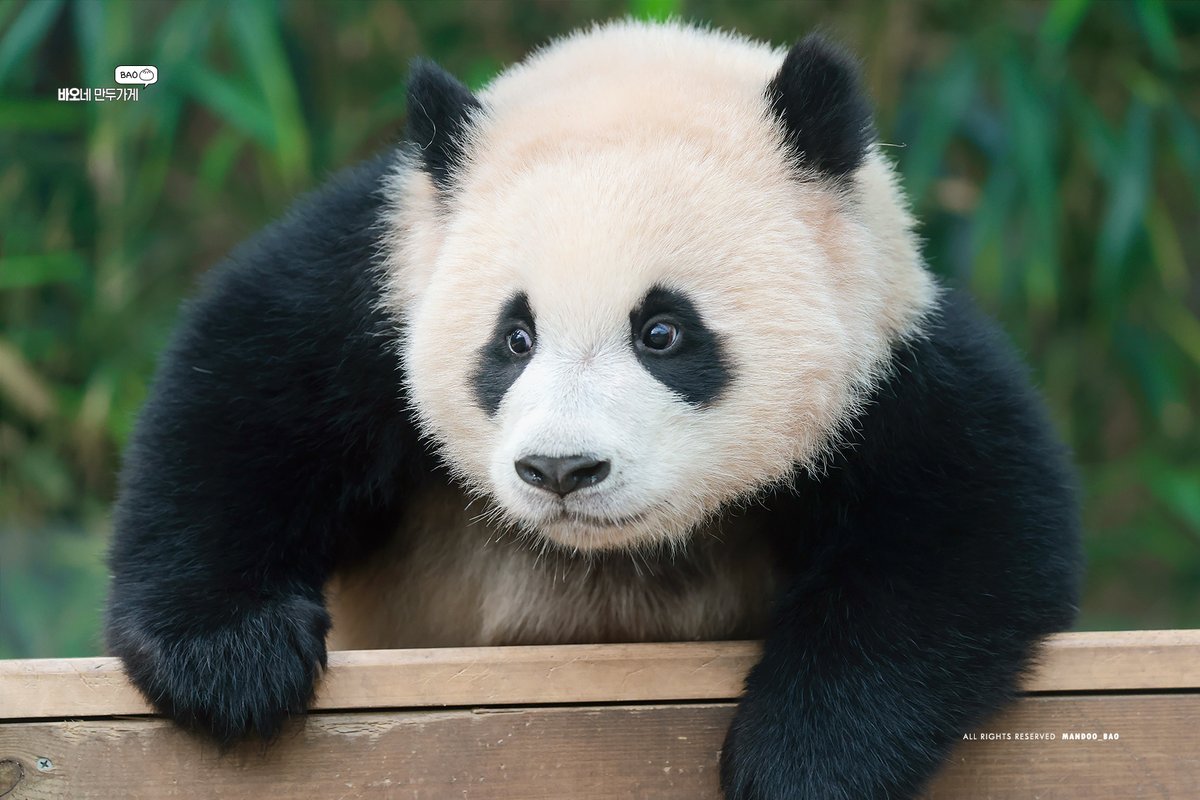 240501 후동석인데 이제 청순한

#후이바오 #huibao