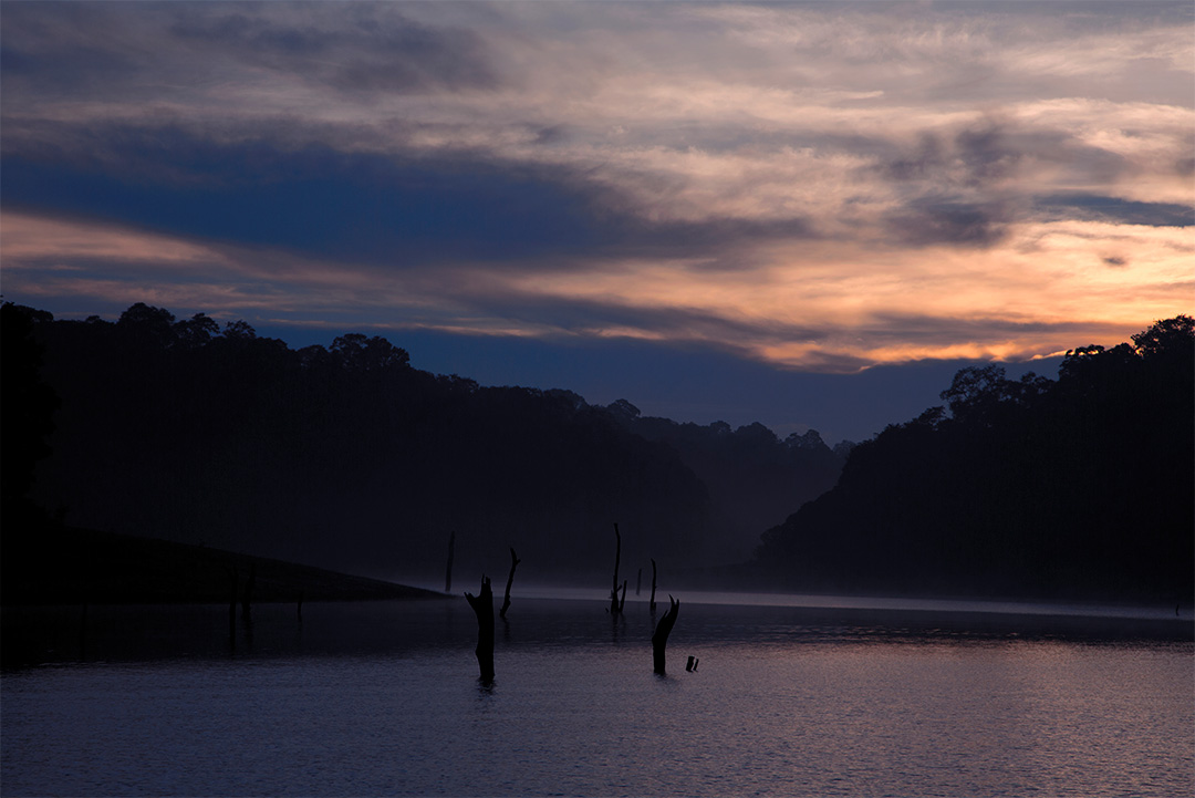 Thekkady: Where #nature paints a picture-perfect scene. Thekkady's magic lies in its shimmering artificial lake, nestled amidst dense deciduous forests and grass savannahs. Book your #TRIP now at southtourism.in & make your dream #vacations come true! PC @KeralaTourism