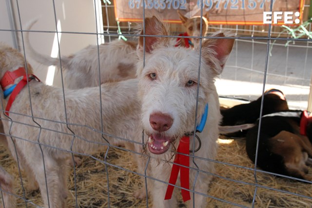 La asociación animalista 'Galgos del Sur' y la entidad internacional 'Network for Animals' han lanzado la campaña 'No es cultura, es maltrato' que pretende rechazar la propuesta de declaración de la rehala y la montería en Andalucía y Extremadura como Bien de Interés Cultural.