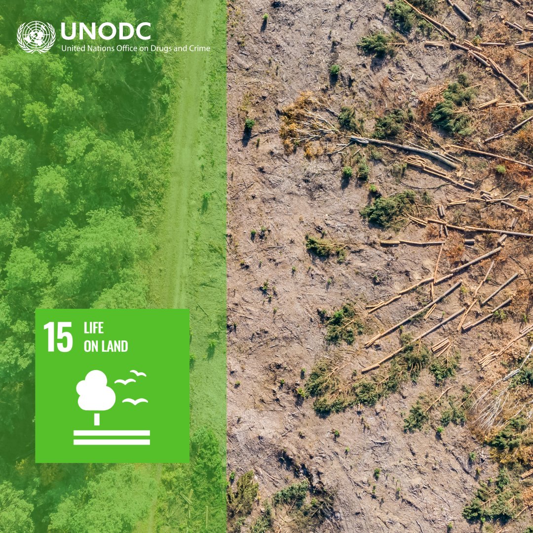 Forest crime reaps substantial profits and fuels deforestation and drought.  

UNODC supports States in combating corruption,  improving laws and criminal justice responses to achieve @TheGlobalGoals #SDG15.  

#endENVcrime #UnitedAgainstCorruption