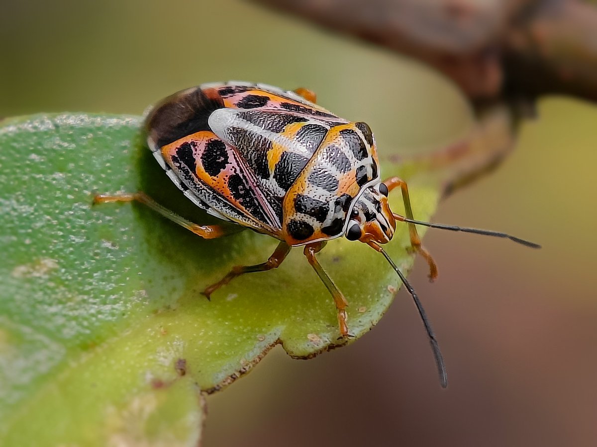 Stink bugs the saviour 🐞 Because of their feeding habits they are important biological control agents. These predatory stink bugs can actually help protect crops against destructive pests. #BBCWildlifePOTD #wildlifephotography #macrophotography #IndiAves #NaturePhotography
