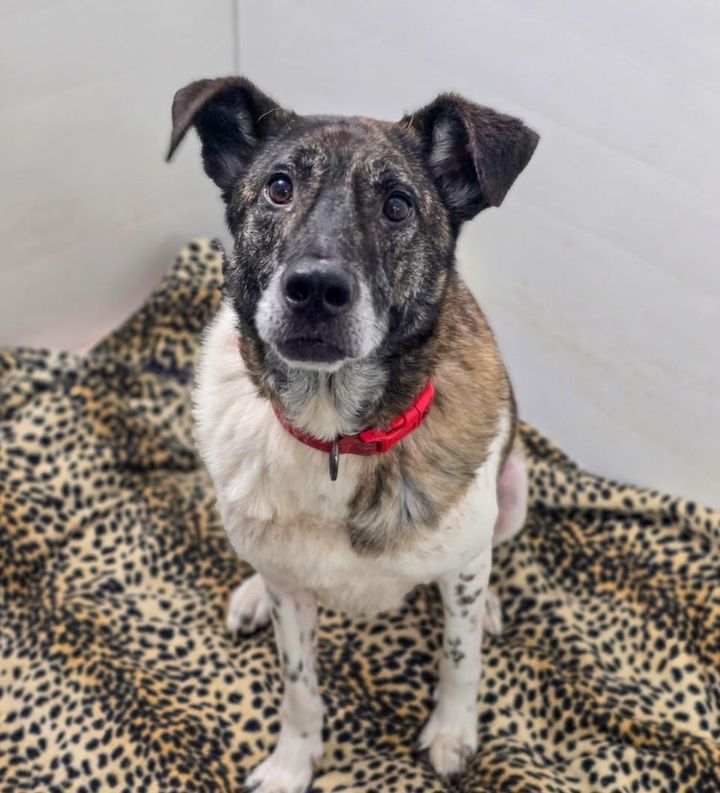 Please retweet to help Judge find a home #LIVERPOOL #UK 🔷AVAILABLE FOR ADOPTION, REGISTERED BRITISH CHARITY🔷Meet Judge, a very handsome 8yr old medium/large cross breed. Judge is a lovely boy and loves gentle strokes. He is a really cracking dog, he is very loyal. Judge walks…