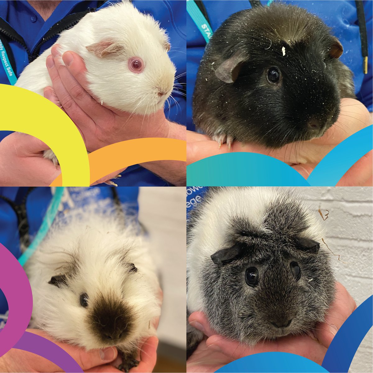 We have four new additions to our Animal Care Unit and we need your help naming them. Use the comments to submit your name suggestions and our Animal Care Team will choose their favourites. #GuineaPig #Animals
