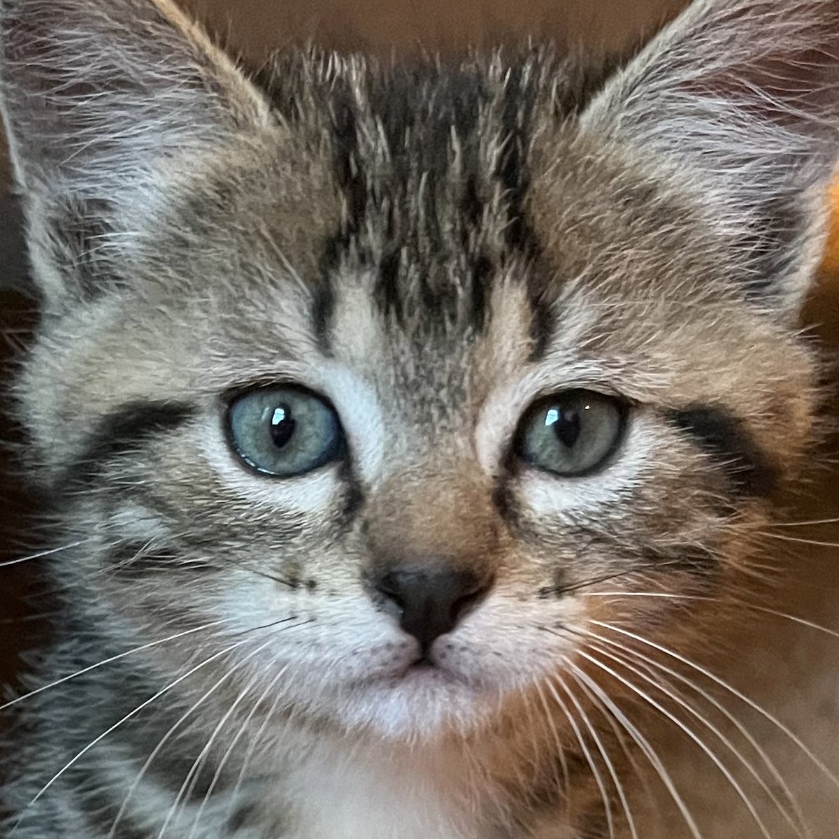 Hey! You! I think you’re nifty.  #Orville #kittens #CatsOfTwitter