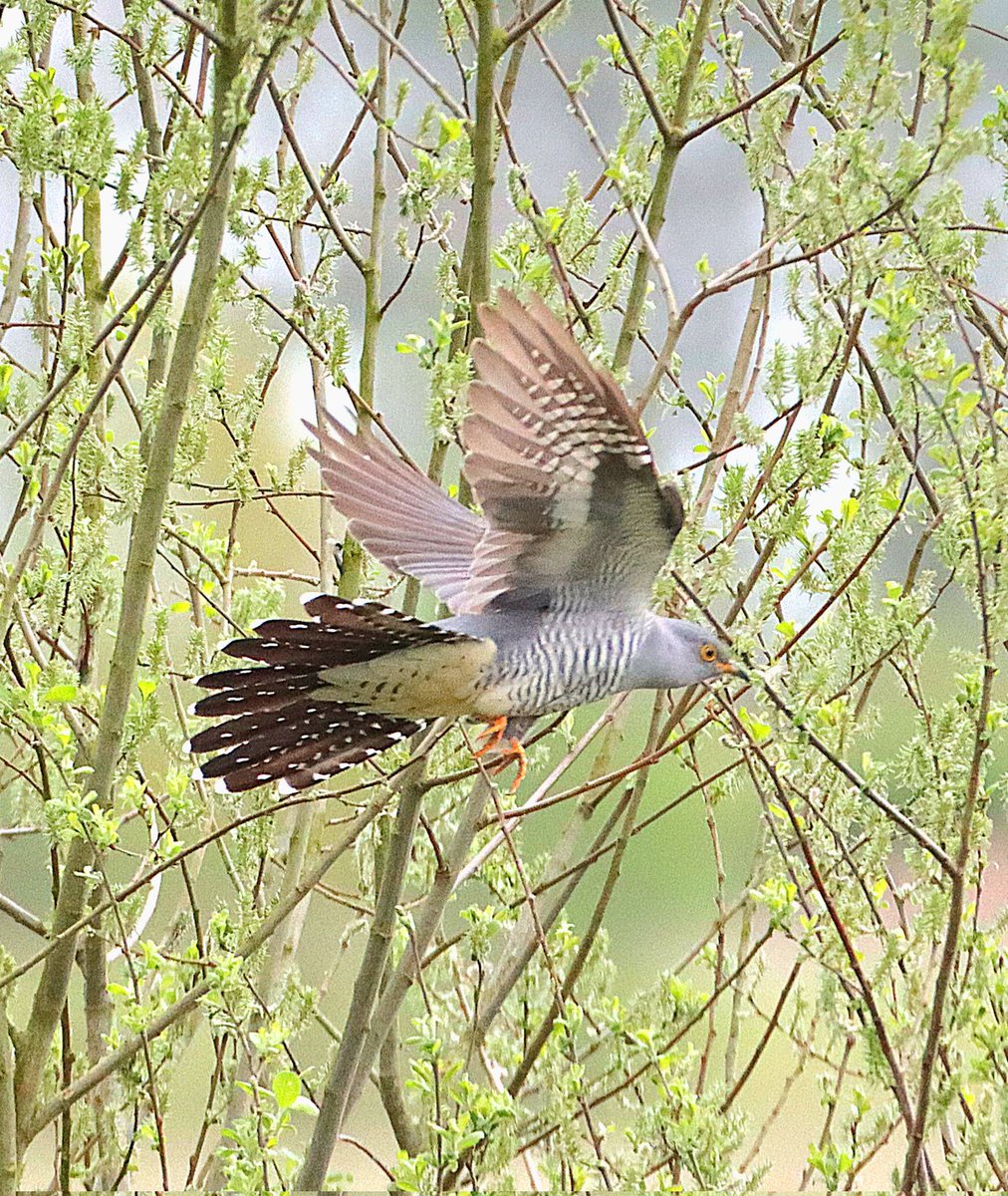 My best shot of this years Cuckoo. Taken at RAF Woodhall Spa. @Lincsbirding @LincsWildlife