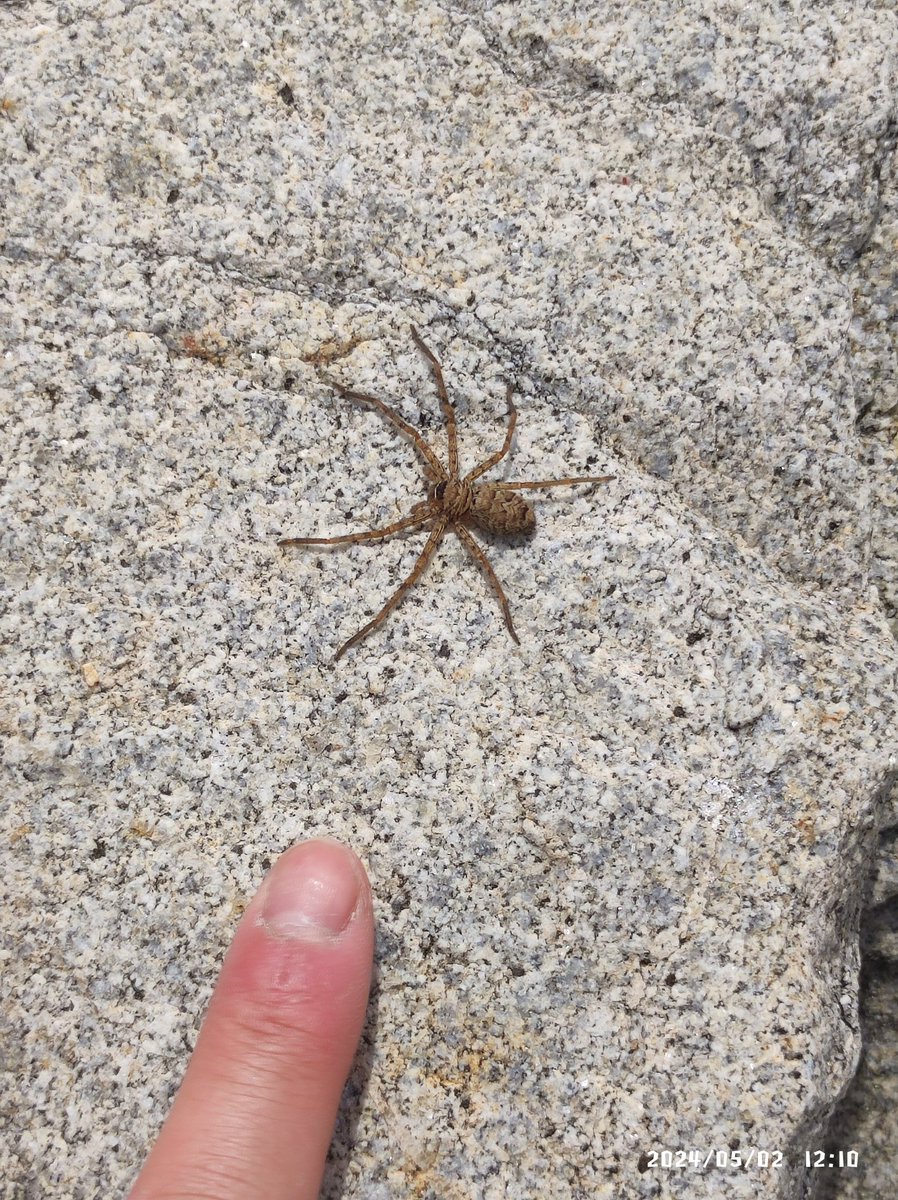 アシダカグモさん♀幼体

岩場でカニ捕まえようとしてたら飛び出てきて非常にびっくりした。成体も見てみたい！！