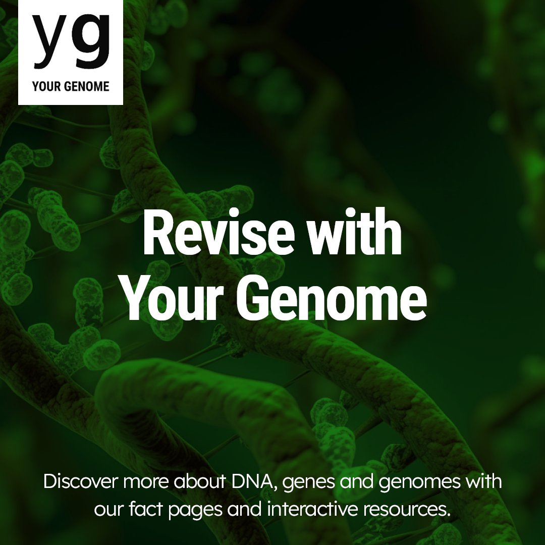 📒 Are you supporting young people with their #genomics revision? Discover everything you need to know about #DNA, #Genes and #Genomes with our free fact pages and interactive resources! 🔗Get started: yourgenome.org #revision #revise #GCSE #ALevels #TLevels #GCSEs