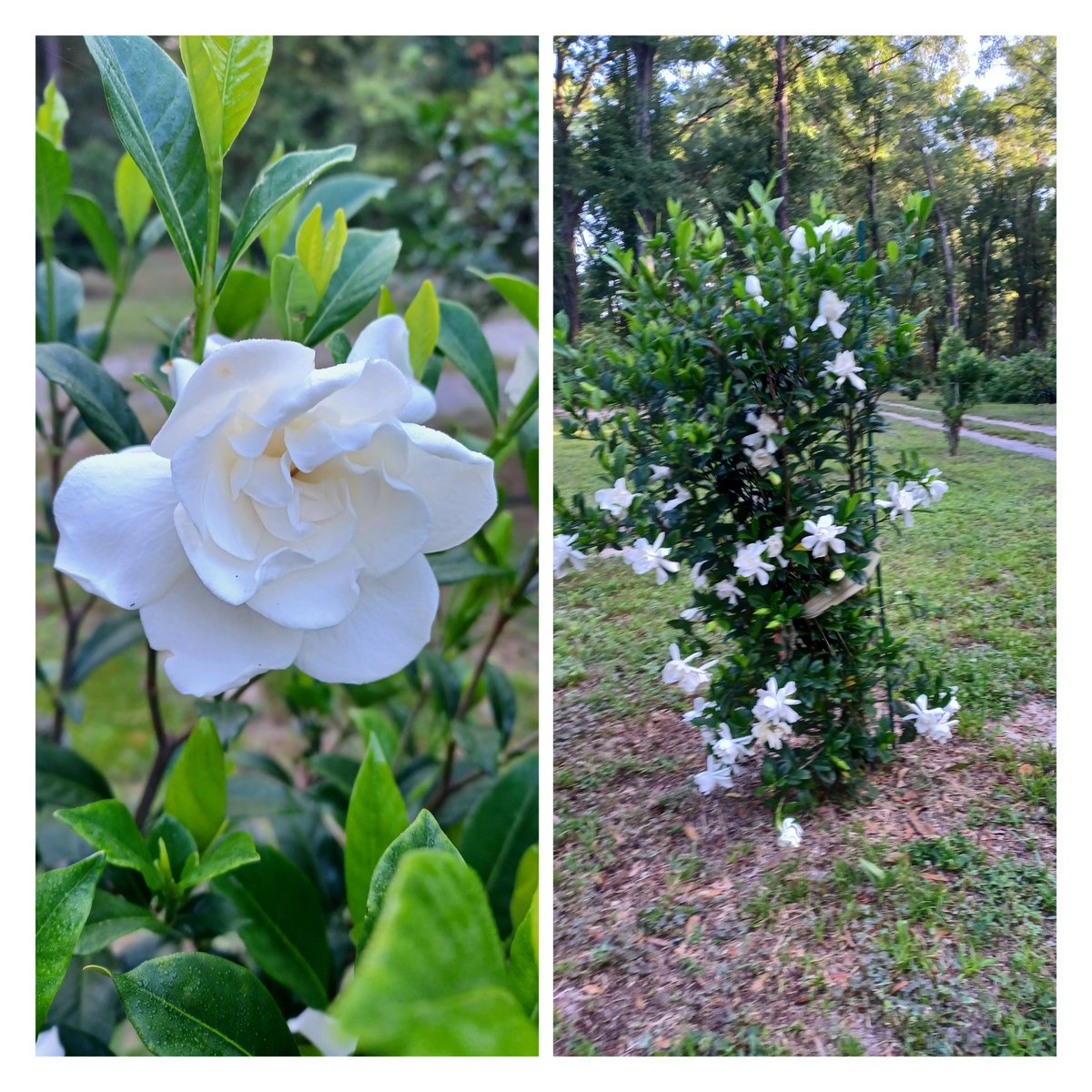 My miniature gardenia went crazy last night...