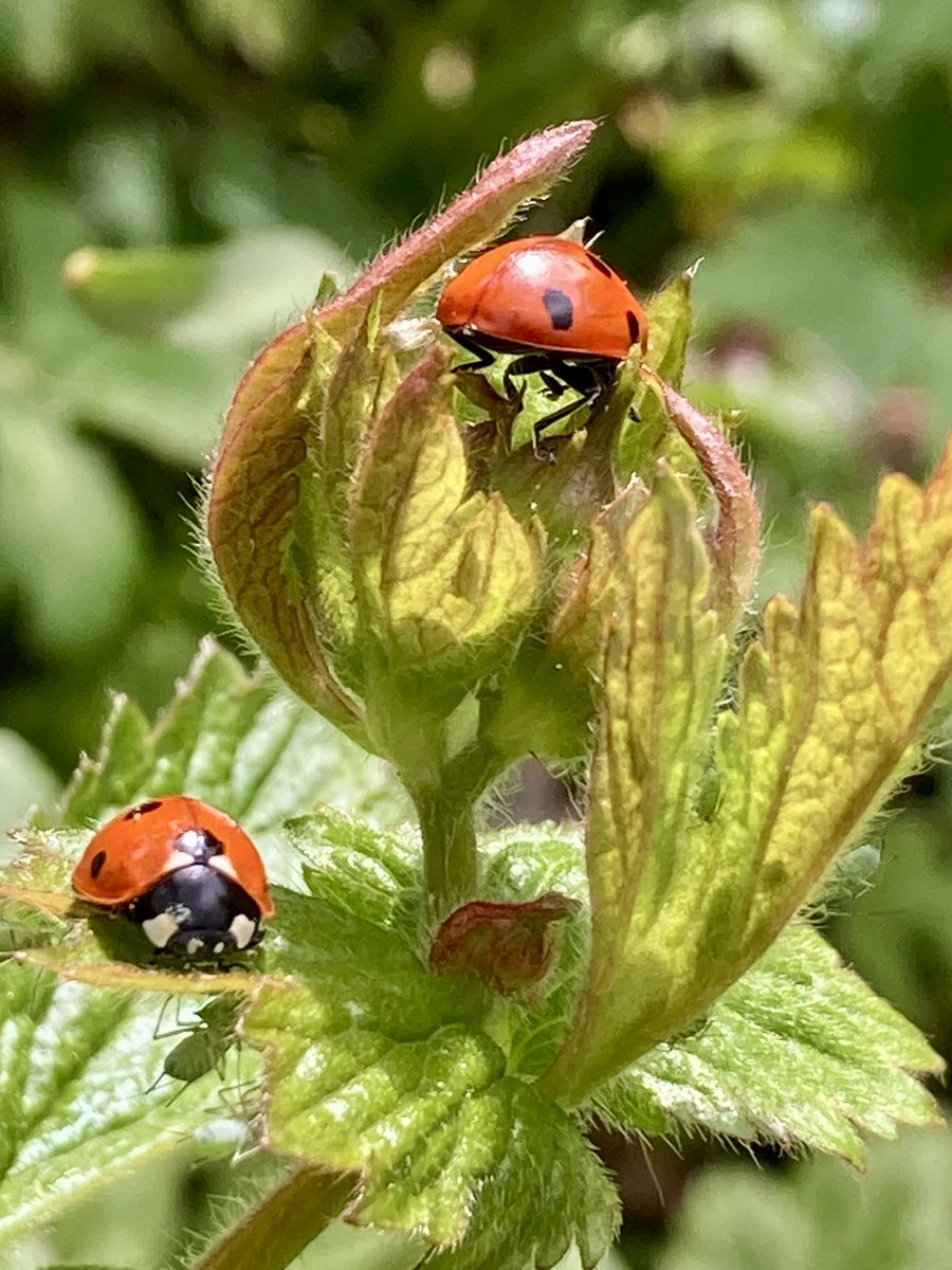 🐞💚🐞😊 #InsectThursday #BugsAreBeautiful