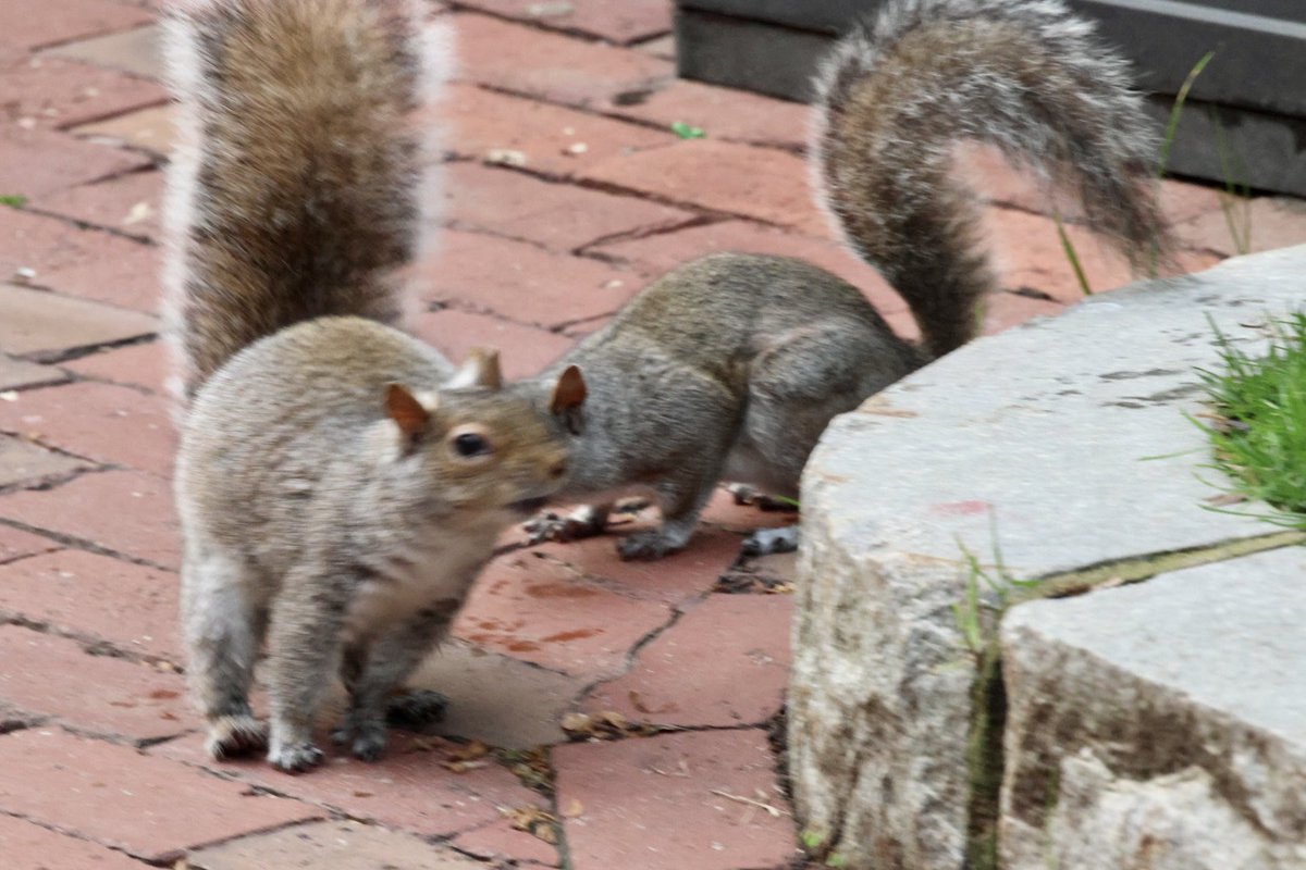 Blurry, squirrelly picture of the day. 

Happy #Sciuridae! 

#Squirrels #squirrel