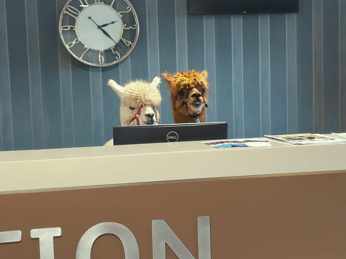 It's #ThrowbackThursday with Belong Newcastle-under-Lyme - last year, #alpacas Teddy & Carlos popped in for a meet-and-greet, a tour of @maximsheritage & a stint working in the reception. 🦙 Read more: belong.org.uk/news/2023/04/a… #NewcastleUnderLyme #PetTherapy #DementiaCare