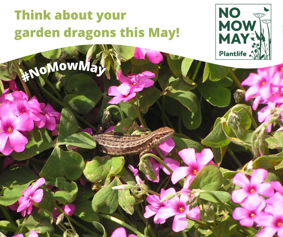 This #NoMowMay, leave your garden to benefit wildlife! 🐸 It's also the perfect chance for a Garden Dragon Watch to see how it helps amphibians & reptiles😍🦎 👉arc-trust.org/garden-dragon-… Register your interest for Plantlife's campaign here👉 plantlife.org.uk/campaigns/nomo…