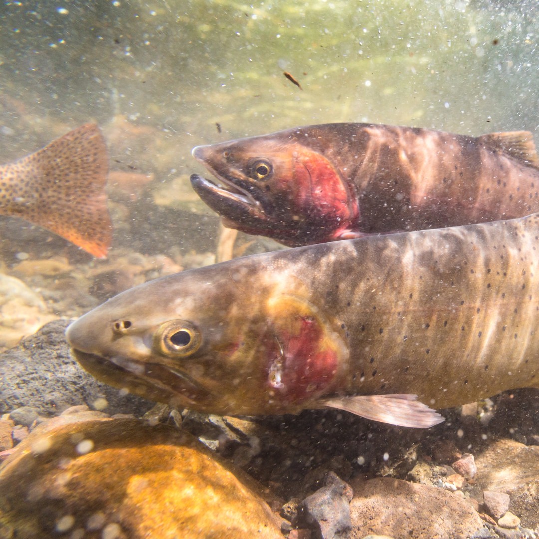 Thank you to everyone who joined us earlier this week for our Native Fish Conservation Program Update! 🐟 If you were unable to attend, don't fret! The recording of the virtual event is now available at: nps.gov/yell/learn/man… (in the 'Questions & Answers' section)
