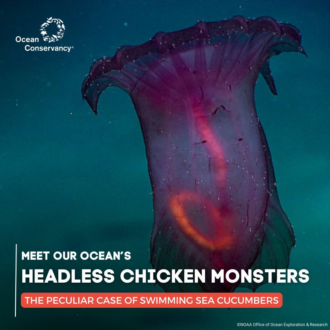 Meet one of the most wild-looking creatures to grace the sea: the swimming sea cucumber, AKA the headless chicken monster. 🤯 Find out how they earned this namesake and how you can help protect the waters they depend on at the link below! 🔗 ow.ly/CN7q50Rua0X