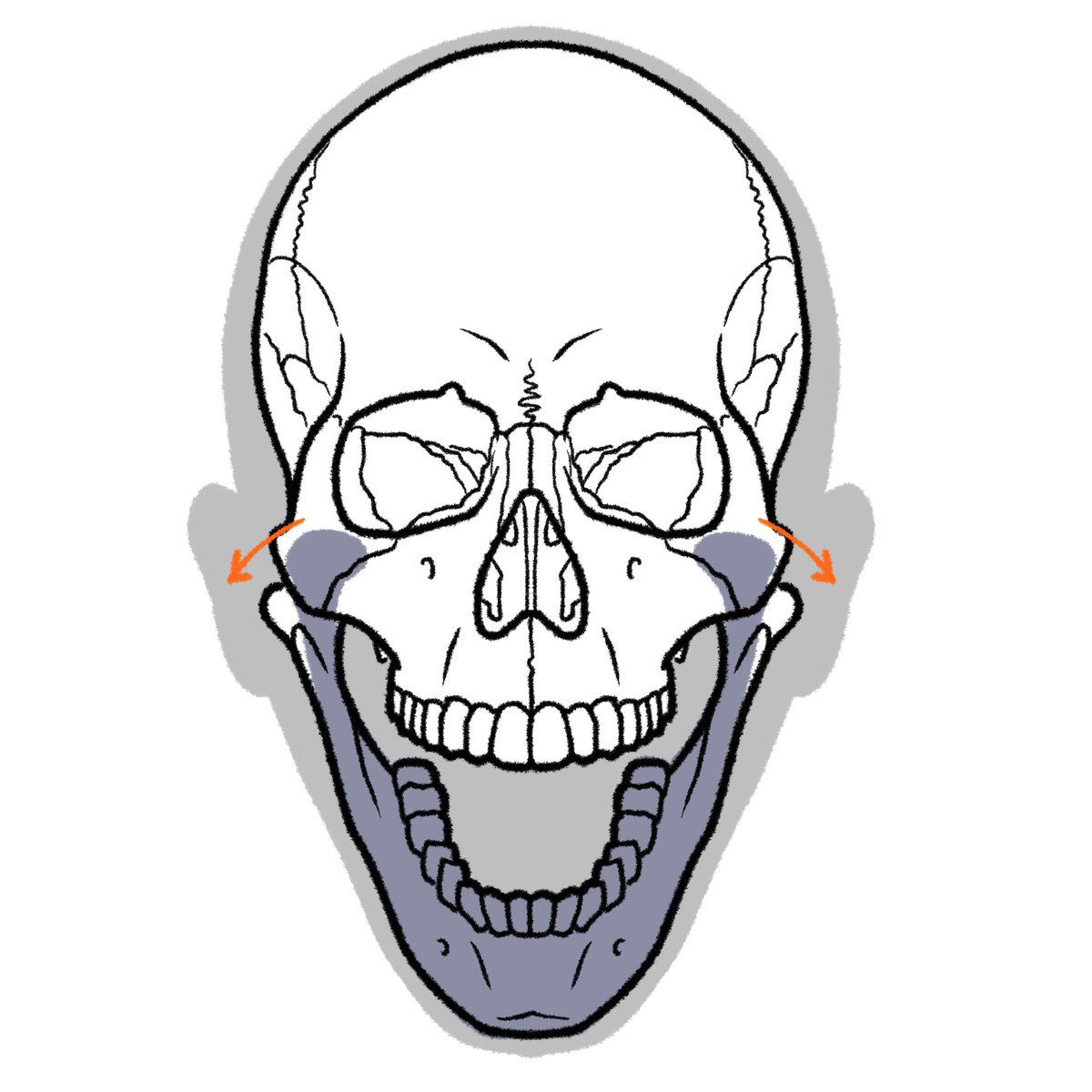 「骨はけっこう曲がります。確認しやすい例では、大きく口を開けると、下顎の骨が左右に」|伊豆の美術解剖学者のイラスト