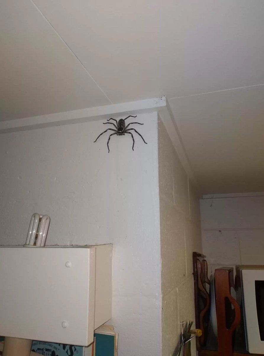 @StephenKing This circulated on FB a few days ago. This is a foot long one pound huntsman spider that a family allowed to live with them for a year in Australia. They eat possums, see how, as much as I love wildlife, if I saw this, I would pack a suitcase, never to return.