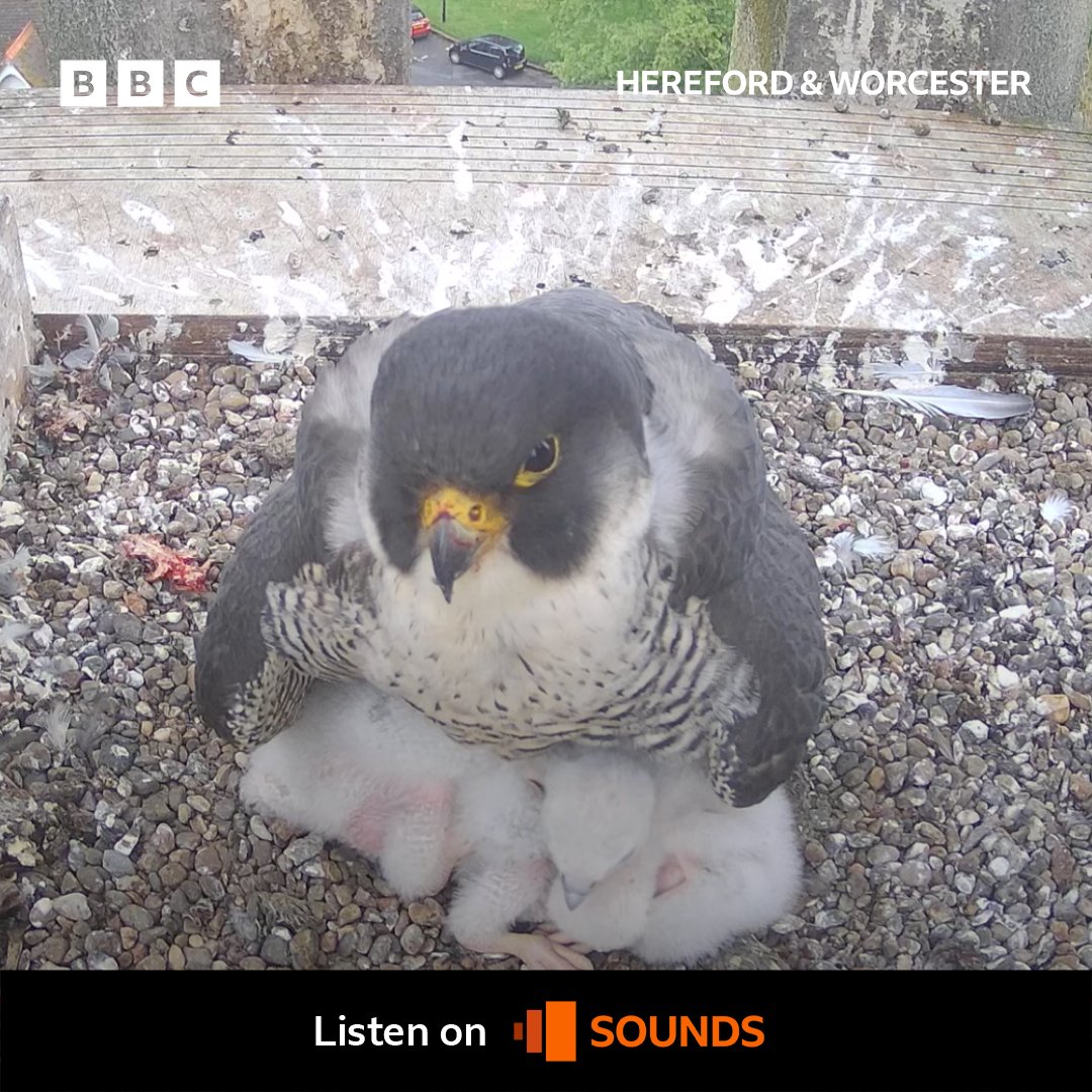 What a difference a week makes 😮 Peregrine experts, Dave Grubb and Chris Dobbs, have given us an update on life in the nest. Listen here: bbc.in/4aaDvja Photos: Worcester Cathedral #Worcester #peregrinefalcons #peterandpeggy