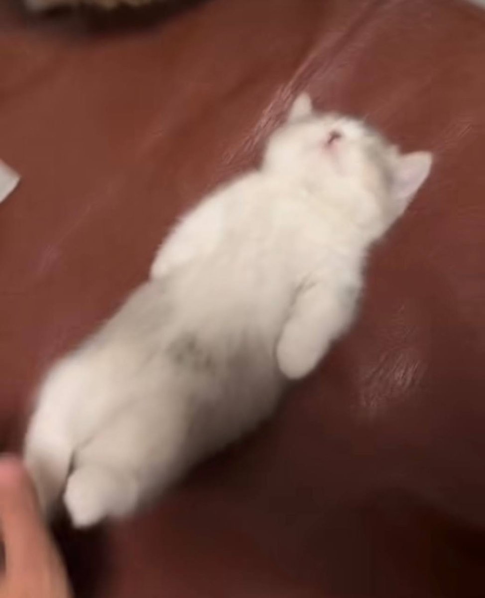 satsdart tweet media