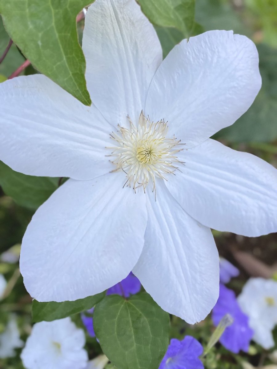 This was blooming in my neighborhood today🤍 #ClematisThursday