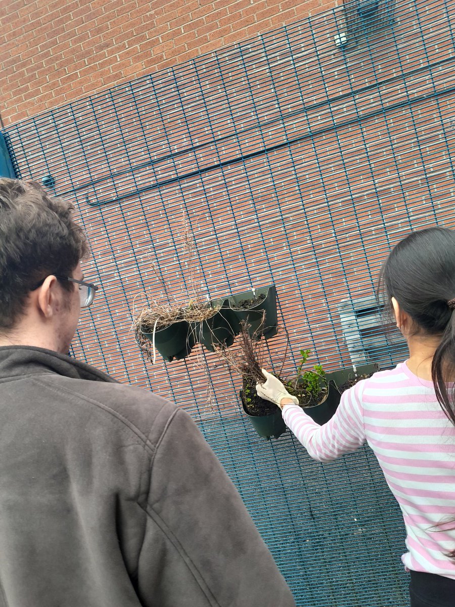 As part of our It's Your Neighbourhood entry, our SEND group has been giving the herb wall a spruce up with new herb seeds, and re-potted the strawberry plants at Moss Street YC. From Feb to May, it's all been about Start early, Sow seeds and Pot on. #ClimateChangeRochdale