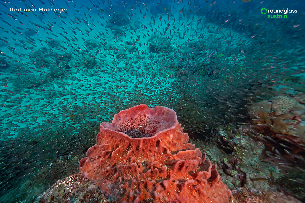 #Barrelsponges have been an essential part of healthy reef ecosystems for millions of years. Populations of barrel sponges have been found to filter up to a thousand times their volume of water in a day. Read marine biologist Shreya Yadav’s piece on them: l8r.it/tuC3