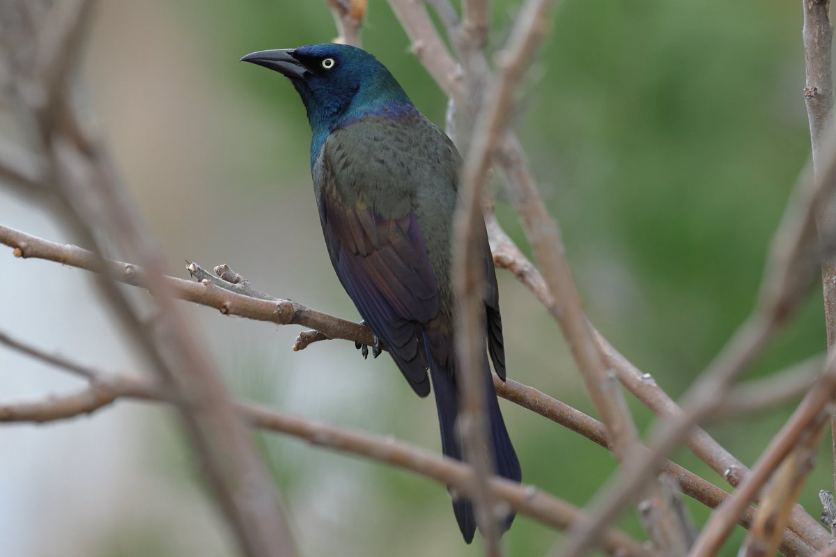 Yes they also do keep quiet! Have a smiling day😊 #birds #birding #birdsinwild #birdphotography #Smile #twitterbirds #twitternaturecommunity #Canon #twitternaturephotography #IndiAves #Birdsoftwitter #Canonphotography #BirdTwitter #BirdsSeenIn2024 #Shotoncanon #Grackle