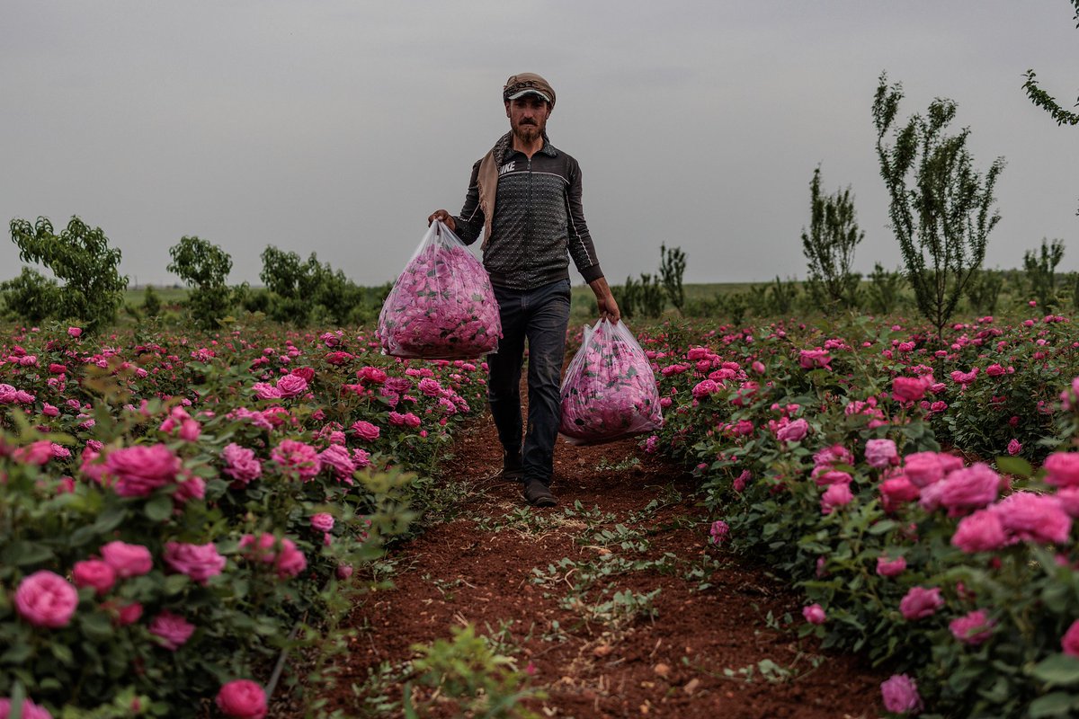 Harvesting #Damask Roses #Idlib #Syria 💚