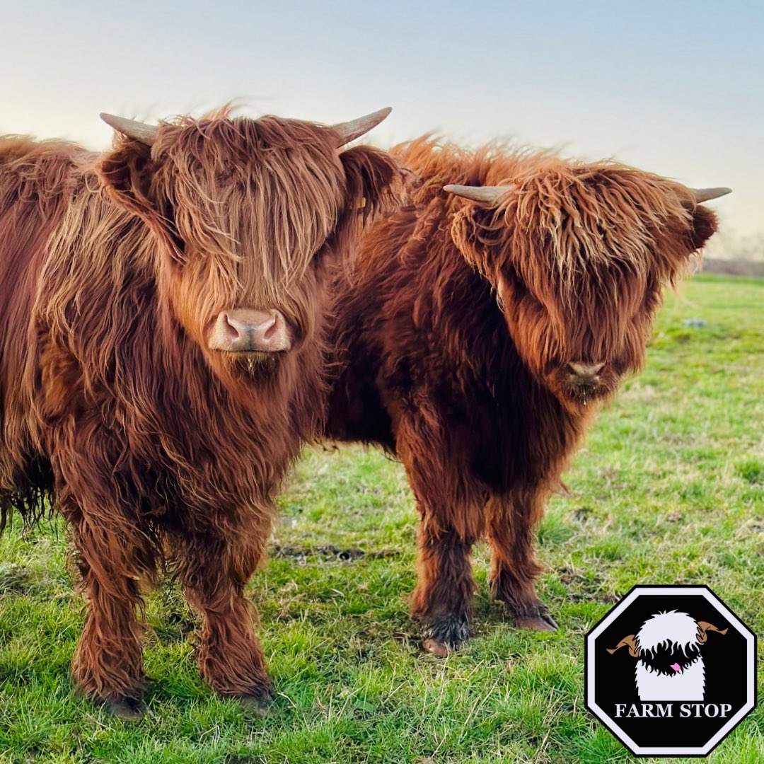 🐮🧡CARAMEL & TOFFEE🧡🐮 

Hope you’re all enjoying the lovely weather today! ☀️ 

🐮 BOOK NOW at: farmstop.co.uk 🐮 

#farmstopaberdeenshire #farmlife #scottishfarming #aberdeenshire #visitaberdeenshire #visitscotland #familyfarm #highlandcowlover #highlandcow #cowlove