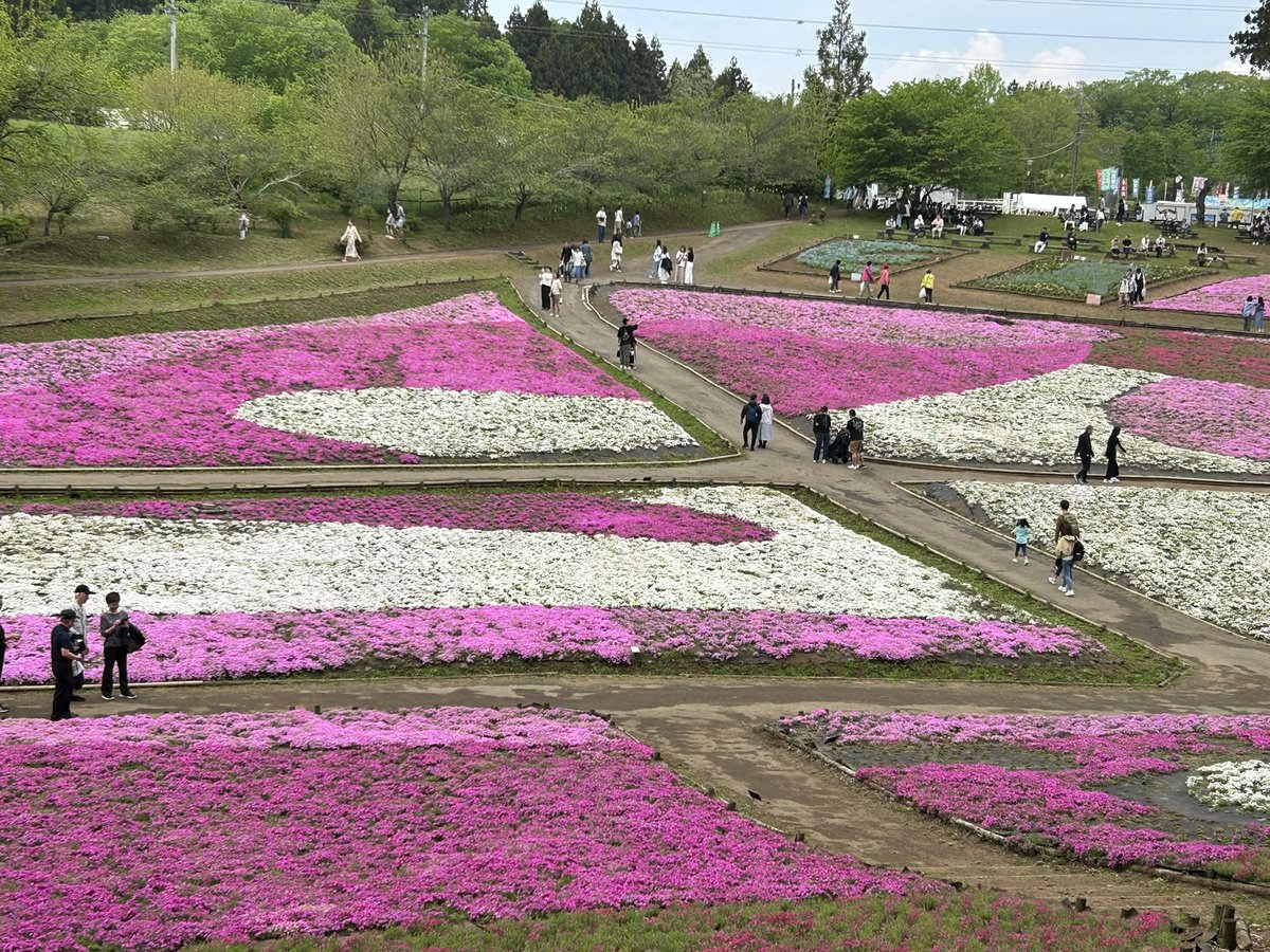 秩父の羊山公園キレイでしたｧ✨