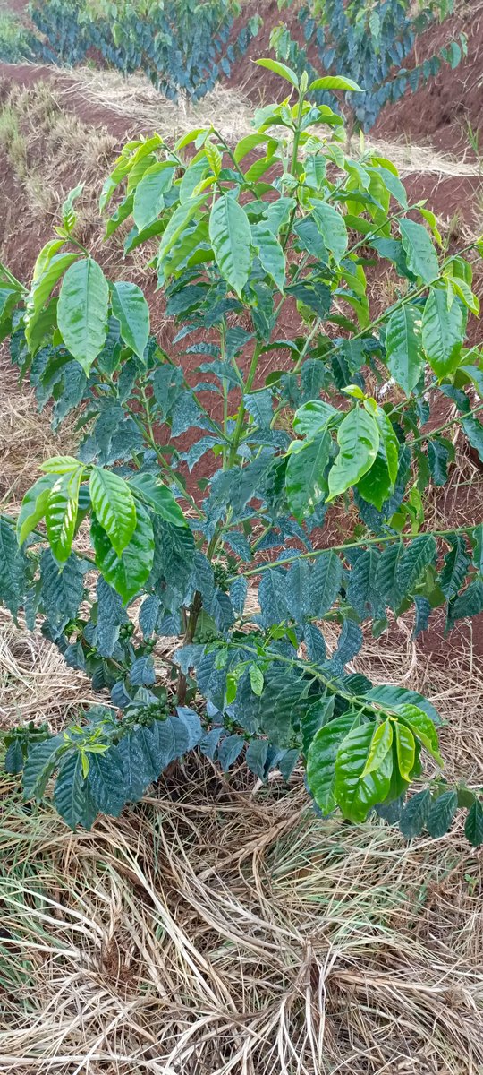 The rains could not come at a better time as these stems were turning one year. Normally coffee stems take around 2 years to mature. Glad to have almost halved the maturity period for these stems.