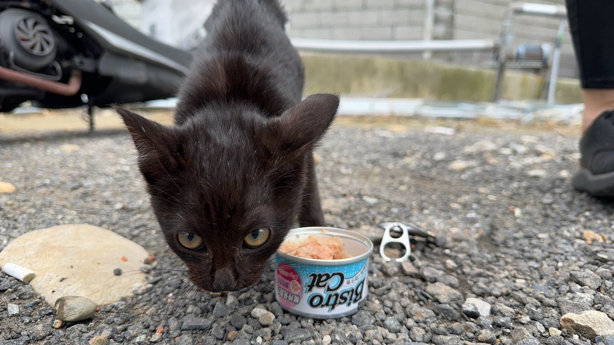 Wu4Pink's tweet photo. Recently I picked up a little kitten by the ditch.

The weather temperature difference is too big, so I have to take in this poor little thing. https://t.co/e7hxDaevIV