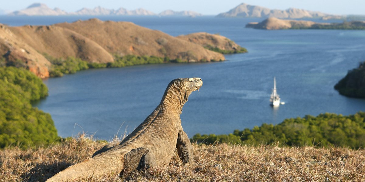 Embarquement immédiat pour l’île de #Komodo en Indonésie !
🔗 bit.ly/3SMFGCA #voyage #croisière #oceaniacruises