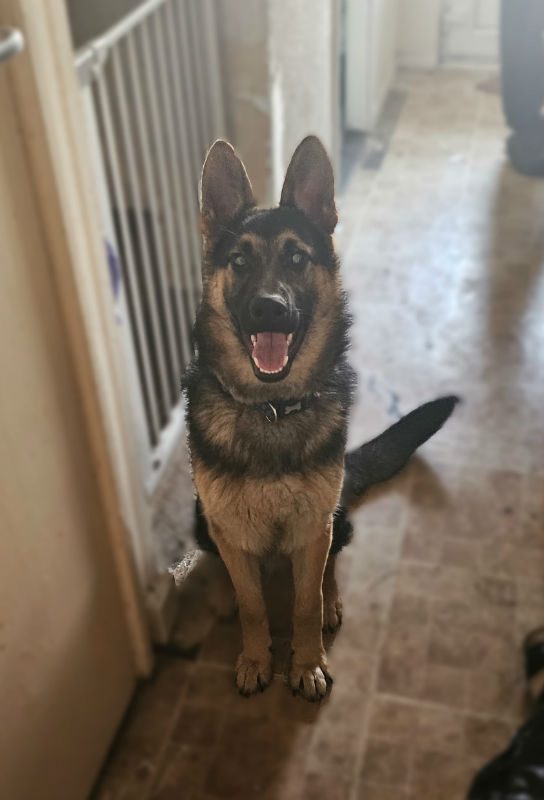 gsrescueelite's tweet photo. Levi will be 1 in July and he has already had an unsettled life, Levi is a sweet and affectionate boy who can live with older kids and other #dogs 
#germanshepherd #Essex 
https://t.co/Wl8qJM1FpM https://t.co/cwJY62kjT3