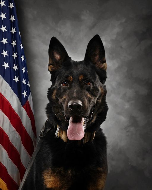 K9 Agi of the Fulton County Sheriff's Office (IN) is one of the latest #K9 officers to receive a bullet & stab protective vest from #VIK9s! K9 Agi’s vest will be embroidered  “Honoring those who served & sacrificed”.  K9 Agi, it's an honor to protect you! Stay safe out there 💙