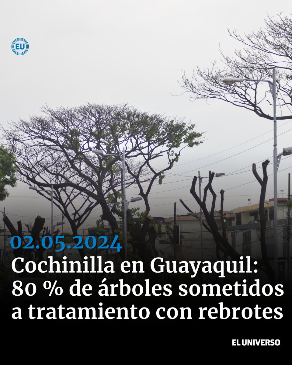 Gran parte del arbolado de #Guayaquil que fue tratado muestra una recuperación de la #cochinilla. Se evidencia rebrotes de hojas ow.ly/pm7850RuhMw vía eluniversocom