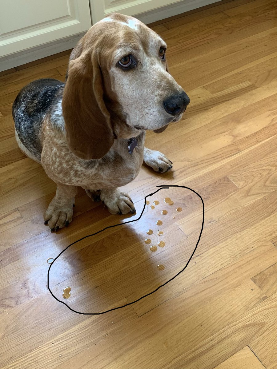 Copper is a drool machine. This happened in a matter of seconds. #bassethound #dogtwitter #dogsofX #AdoptDontShop