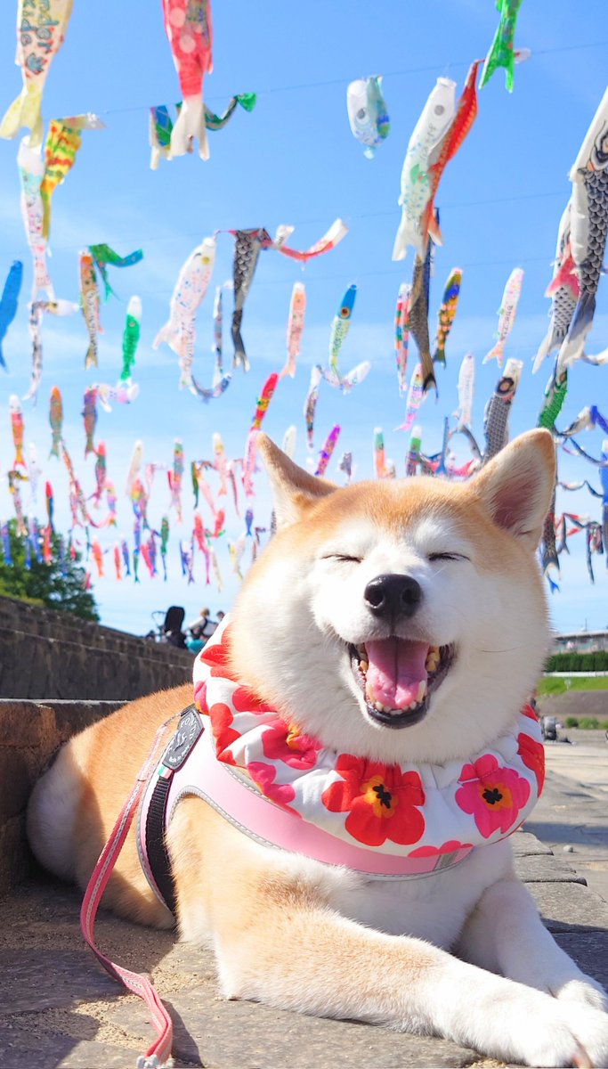 今日は泳いでなかった鯉のぼり🎏