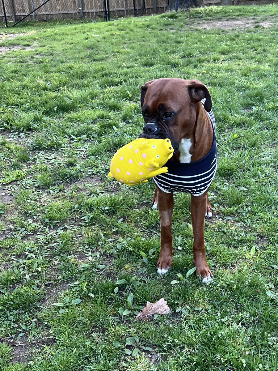 Luna is doing great, recovering from her spay surgery in her surgical suit with her yellow piggy. 

#boxerpuppy #boxerdogs #boxerlife 
#boxerlovers #boxersrock #boxersoftwitter #boxerdogsoftwitter #dogsoftwitter #dogsofx