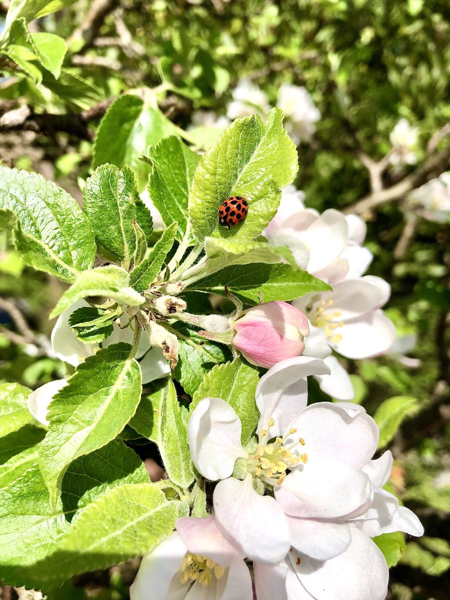 Wee ladybird on some apple blossom today to brighten things up. Take what you can get.