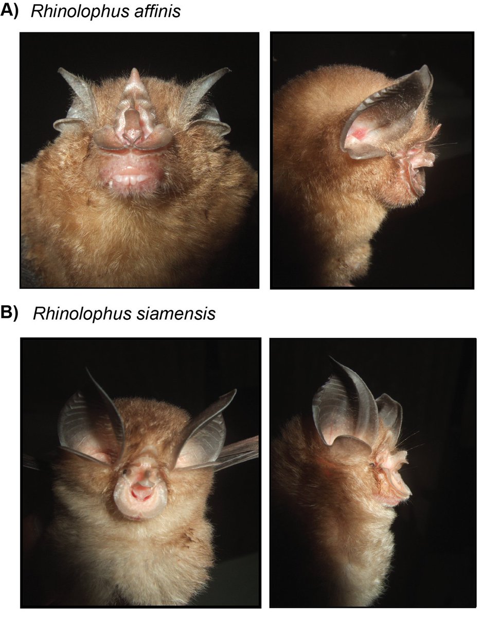 🇻🇳🦇 Vietnam's Cuc Phuong National Park is home to at least 47 bat species belonging to 23 genera and seven families, this study confirms: doi.org/10.3897/BDJ.12… #biodiversity #bats @mfnberlin @HumboldtUni