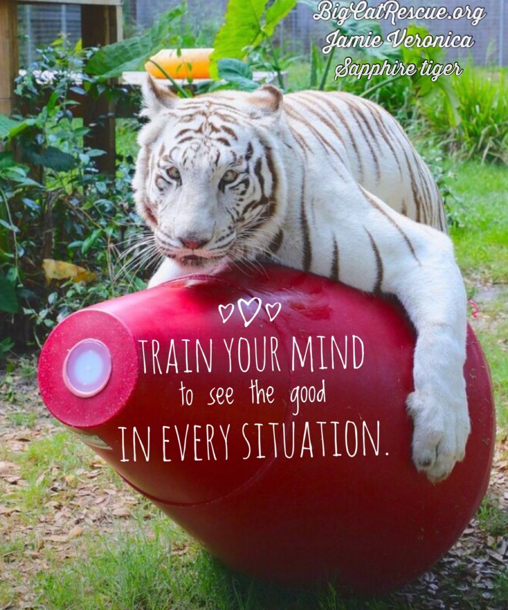 “Train your mind to see the good in every situation.”

#SapphireTiger #BigCatRescue #BigCats #Tiger #Kindness #KindnessMatters #Quote #Quotes #Inspiration #InspirationalQuotes #CaroleBaskin