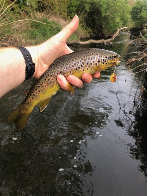 From a limestone tributary - buttery little trout on a <a href="/MeppsSpinners/">Mepps</a> aglia fluo