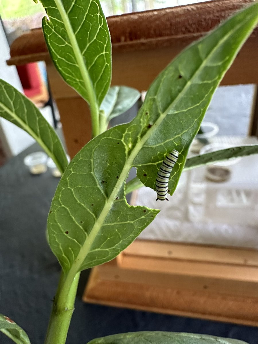 #Monarch chronicles 2024. Already doubled in size <a href="/monarchwatch/">Monarch Watch</a>