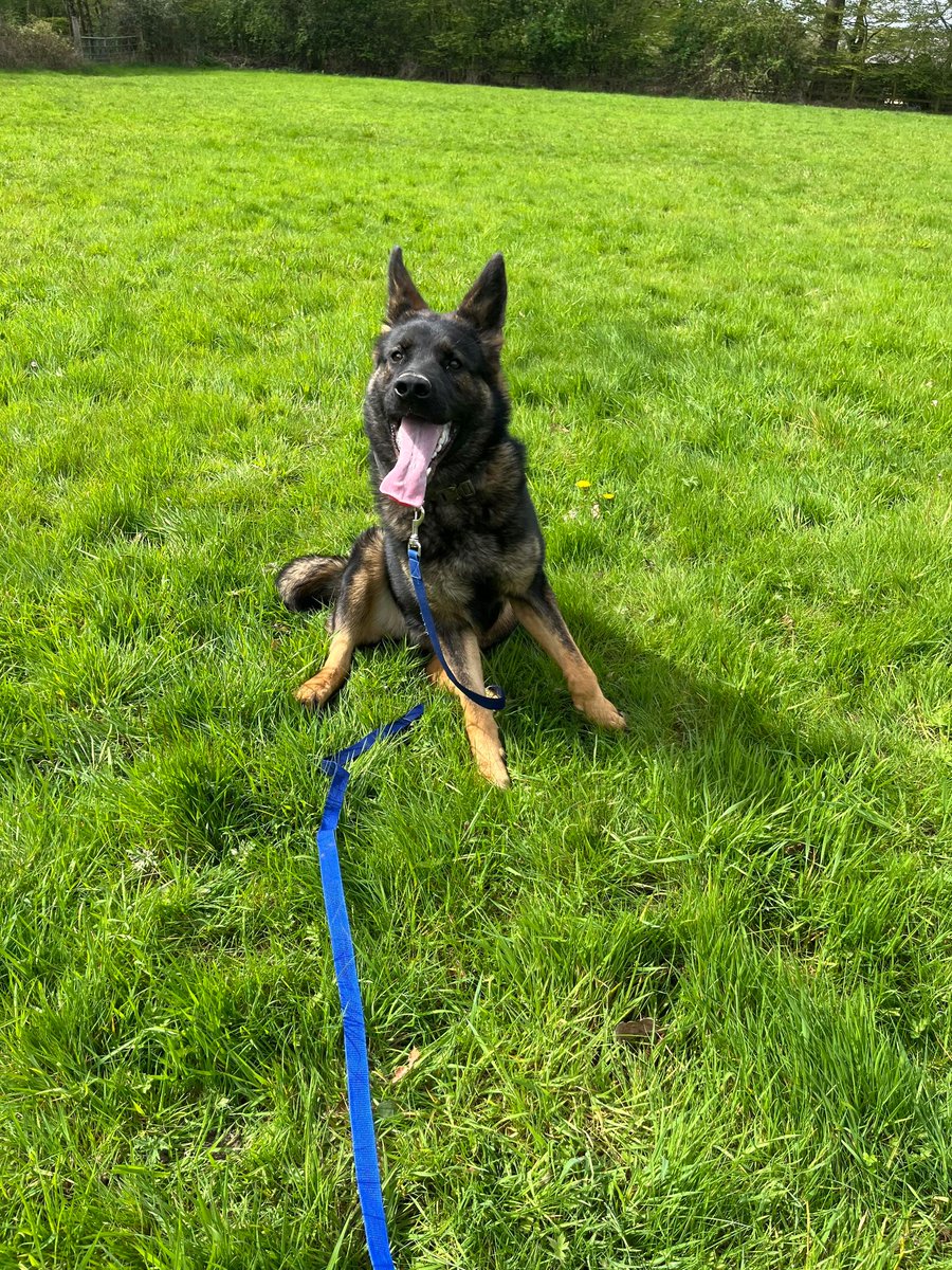 Avery will be 1 in August and she is a friendly and playful girl, Avery can live with older kids and has played well with the other large #dogs in her #foster home #germanshepherd #Essex gsrelite.co.uk/avery/