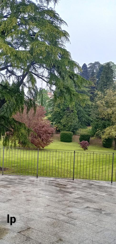 It's raining today all the trees are happy 🌧️🌲🌧️🌲🌧️🌲🌧️🌲